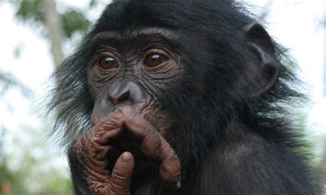 bonobo dating